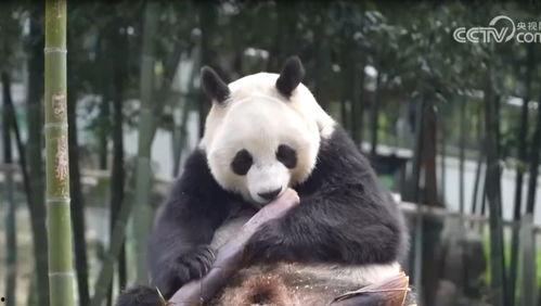 熊猫丫丫最新爆料消息,揭秘幕后真相与精彩瞬间  第2张